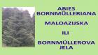 ABIES BORNMULLERIANA