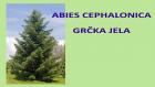 ABIES CEPHALONICA