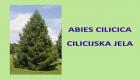 ABIES CILICICA