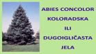 ABIES CONCOLOR