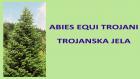 ABIES EQUI TROJANI