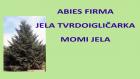 ABIES FIRMA