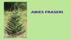 ABIES FRASERI