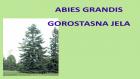 ABIES GRANDIS