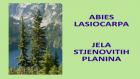 ABIES LASIOCARPA