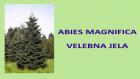 ABIES MAGNIFICA