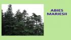 ABIES MARIESII