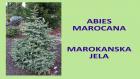 ABIES MAROCANA