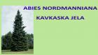 ABIES NORDMANNIANA
