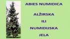 ABIES NUMIDICA