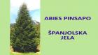 ABIES PINSAPO