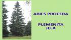 ABIES PROCERA