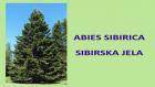 ABIES SIBIRICA