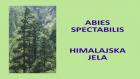 ABIES SPECTABILIS