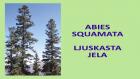 ABIES SQUAMATA