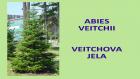 ABIES VEITCHII