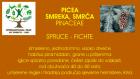 1PICEA