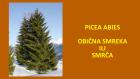 PICEA ABIES