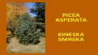 PICEA ASPERATA