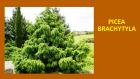 PICEA BRACHYTYLA