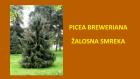 PICEA BREWERIANA