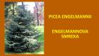 PICEA ENGELMANNII