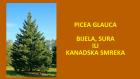 PICEA GLAUCA