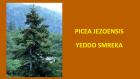 PICEA JEZOENSIS