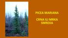 PICEA MARIANA