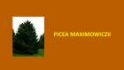 PICEA MAXIMOWICZII