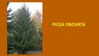 PICEA OBOVATA