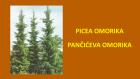 PICEA OMORIKA