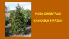 PICEA ORIENTALIS