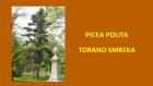 PICEA POLITA
