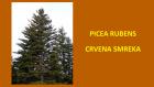 PICEA RUBENS