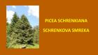 PICEA SCHRENKIANA