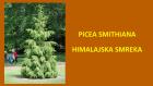 PICEA SMITHIANA