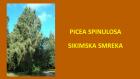 PICEA SPINULOSA