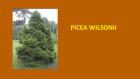 PICEA WILSONII