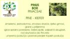 1PINUS