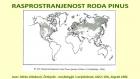2RASPROSTRANJENOST RODA PINUS