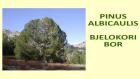 PINUS ALBICAULIS