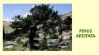PINUS ARISTATA
