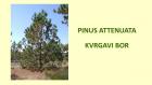 PINUS ATTENUATA