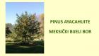 PINUS AYACAHUITE