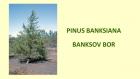 PINUS BANKSIANA