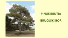 PINUS BRUTIA