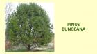 PINUS BUNGEANA