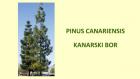 PINUS CANARIENSIS