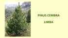 PINUS CEMBRA